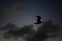 DSC_1071