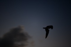 DSC_1072