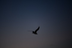 DSC_1074