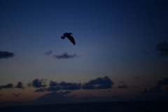 DSC_1087