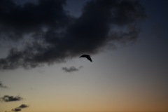 DSC_1089
