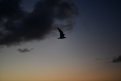 DSC_1090