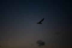 DSC_1091
