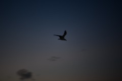 DSC_1092